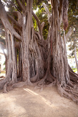 Big ficus tree in Palermo