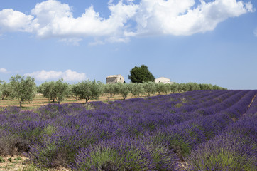 Olivos y lavanda (Provenza, Francia)