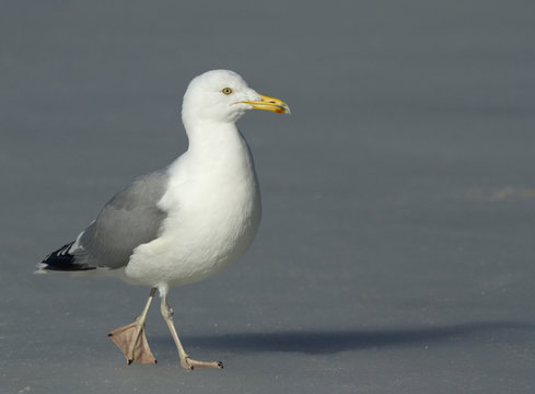Herring gull walking on the ice