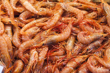 shrimps (Parapenaeus longirostris)