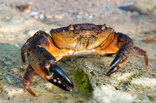 Large Stone Crab