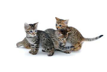 Kittens on a white background