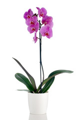 Naklejka na ściany i meble Beautiful pink orchid in a flowerpot
