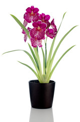 Pansy Orchid - Miltonia Lawless Falls