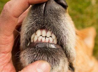 Dog Front Teeth