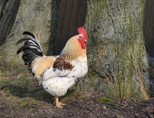 Hahn18a