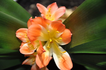 orange flower