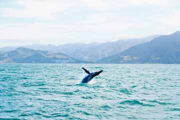 Naklejka premium Massive Humpback whale jumping out of water
