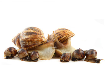 snail and his family