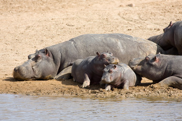 Hippopotamus