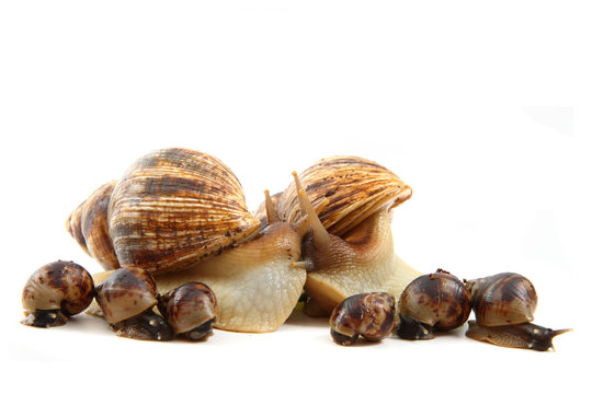 snail and his family