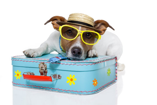 dog as a tourist