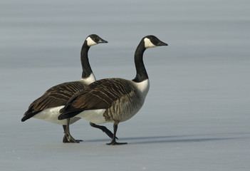 Canadian Goose on the ice