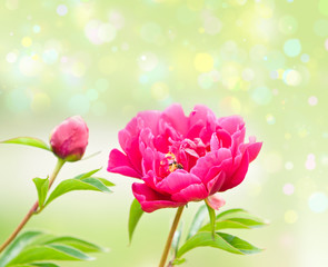 Obraz premium Spring Blooming in the Garden