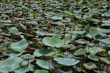 many lotus leaves are wilted in the pool.