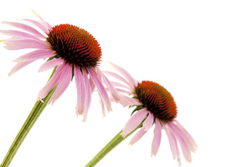 Echinacea flowers isolated