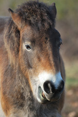 Naklejka na ściany i meble Portret Exmoor pony