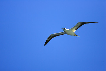 アカアシカツオドリ