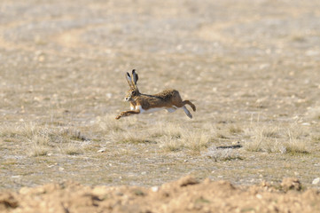 running hare © José 16