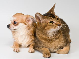 Cat and chihuahua in studio