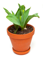tulip bulbs in a pot