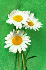 Obraz premium Beautiful flower ox-eye daisy