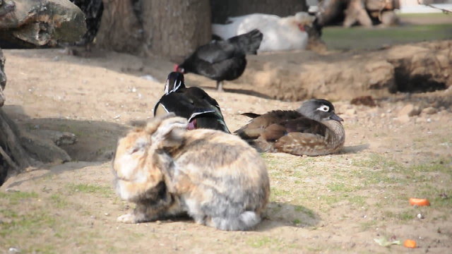 H&uuml;hner, Hasen und Enten