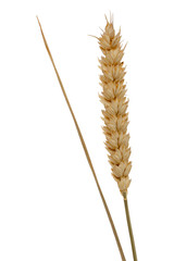 &Auml;hre vom Getreide