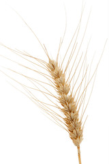 &Auml;hre vom Getreide