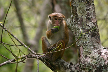 Affe
