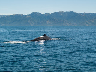Fototapeta premium Grand cachalot qui plonge
