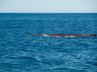 Fototapeta premium Grand cachalot à la surface