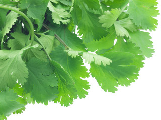 Coriander