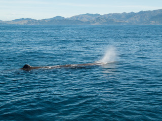 Fototapeta premium Grand cachalot qui respire à la surface