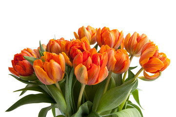 Orange Tulpen
