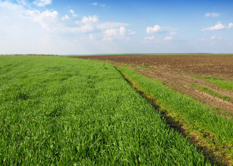 Fototapeta na wymiar wheat field and dirt road