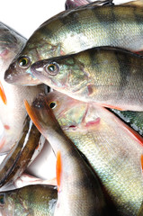 The European perch