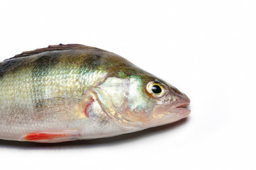 The European perch