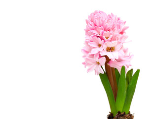 pink hyacinth and empty space for your text