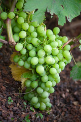 Grape cluster