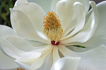 Obraz premium Magnolia flower