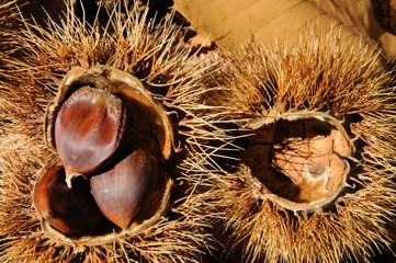 Chestnuts in casings on forest floor, Spain © Arena Photo UK