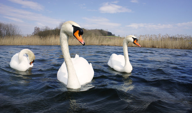 schwan