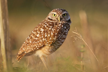 Burrowing Owl (Athene cunicularia) - Florida