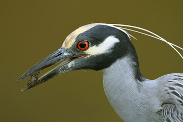 Closeup of Yellow-crowned Night Heron (Nyctanassa violacea) Eating a Crab - Ding Darling National Wildlife Refuge, Florida