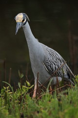 Yellow-crowned Night Heron (Nyctanassa violacea) - Ding Darling National Wildlife Refuge, Florida