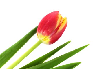 Zauberhafte Tulpe