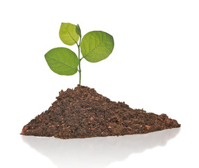 sapling growing from soil