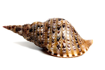 charonia tritonis