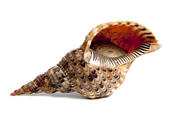 charonia tritonis
